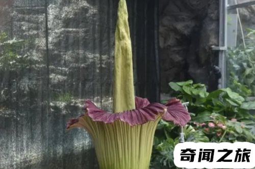 世界上最诡异奇怪又恐怖的花(千年古树诡异)插图2