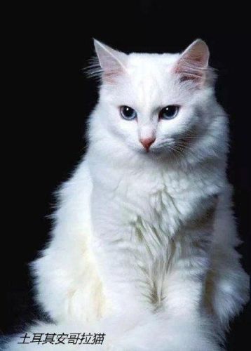 十大最受欢迎的猫排行榜(十大口碑最好的猫罐头牌子)插图5