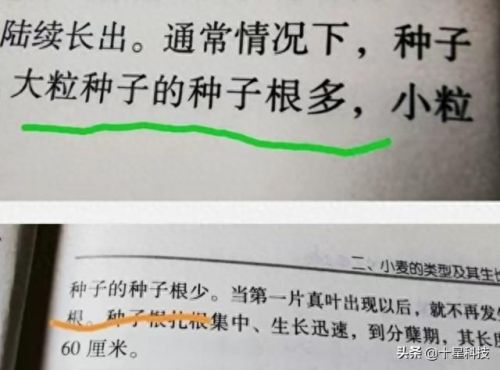 全国小麦十大排行榜(全国哪里的小麦最好)插图3