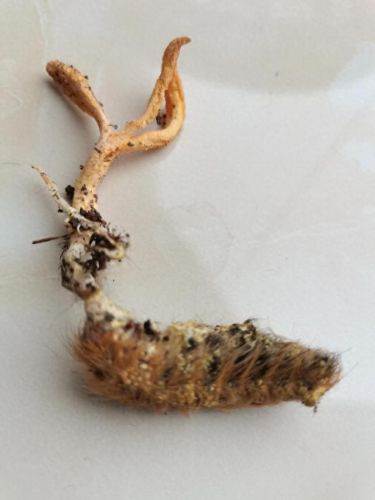 云南十大食用虫草品牌排行榜(云南产的虫草质量好吗)