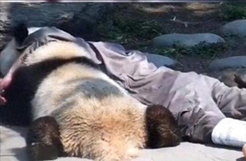 十大猫饲养员排行榜(养英短猫十大禁忌)插图5