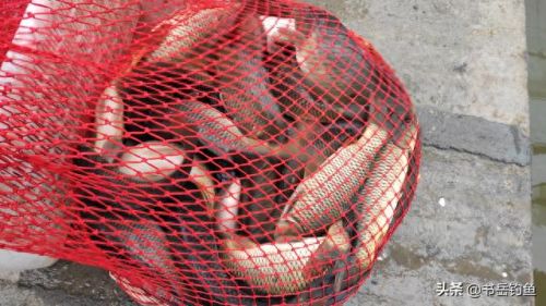 颗粒饵料十大排行榜图片(颗粒饵料排行榜第一名老鬼)插图10 颗粒饵料十大排行榜图片(颗粒饵料排行榜第一名老鬼)插图10