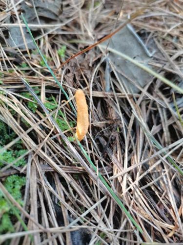 云南十大食用虫草品牌排行榜(云南产的虫草质量好吗)插图