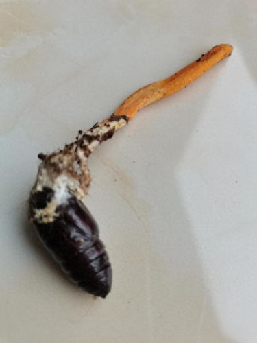 云南十大食用虫草品牌排行榜(云南产的虫草质量好吗)插图3