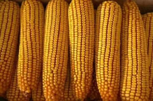 吉林省十大高产玉米排行榜(吉林玉米产量排名)