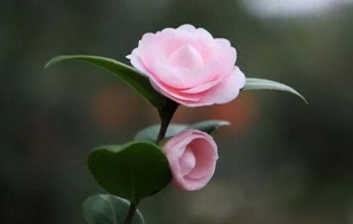 杜鹃花十大名花排行榜(杜鹃花十大排名)插图58