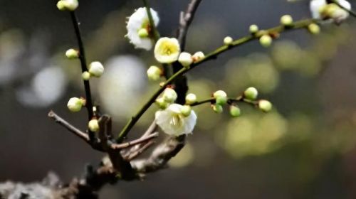 杜鹃花十大名花排行榜(杜鹃花十大排名)插图4