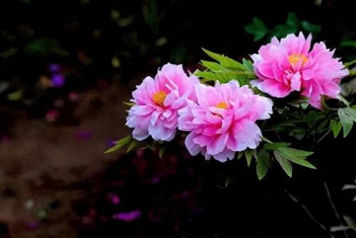 杜鹃花十大名花排行榜(杜鹃花十大排名)插图14
