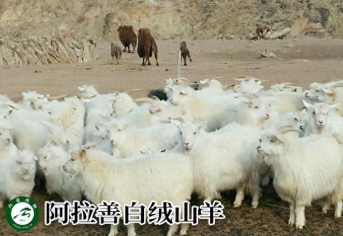 内蒙古十大活羊排行榜(内蒙古白条羊批发市场)插图