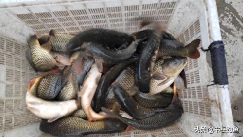 颗粒饵料十大排行榜图片(颗粒饵料排行榜第一名老鬼)插图8 颗粒饵料十大排行榜图片(颗粒饵料排行榜第一名老鬼)插图8