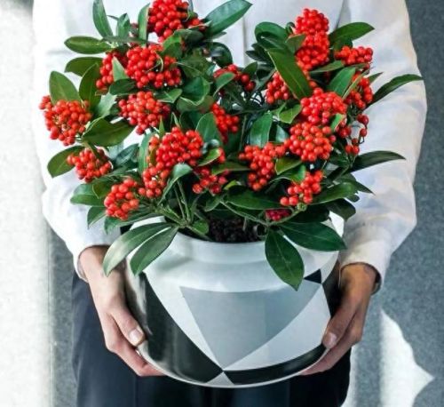 十大名贵花卉排行榜图片大全(十大稀有花卉排名)插图2