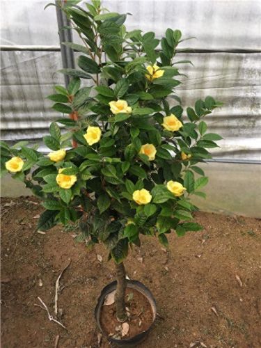 十大名贵花卉排行榜图片大全(十大稀有花卉排名)插图20