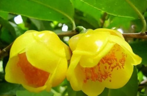杜鹃花十大名花排行榜(杜鹃花十大排名)插图62