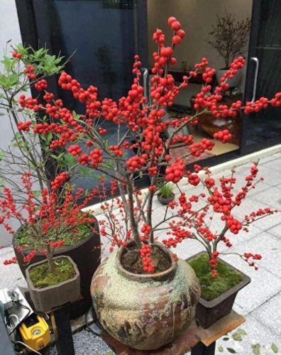 十大名贵花卉排行榜图片大全(十大稀有花卉排名)插图23