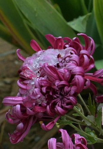 雪菊的十大排行榜(四种人不宜喝雪菊)插图2