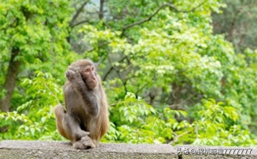 贵阳的十大旅游景点排行榜(贵阳十大旅游景点)插图6