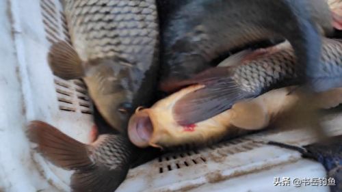 颗粒饵料十大排行榜图片(颗粒饵料排行榜第一名老鬼)插图11 颗粒饵料十大排行榜图片(颗粒饵料排行榜第一名老鬼)插图11