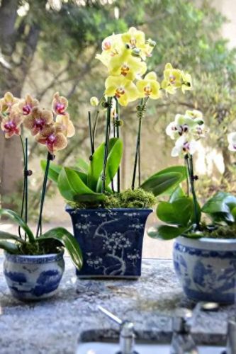 杜鹃花十大名花排行榜(杜鹃花十大排名)插图23