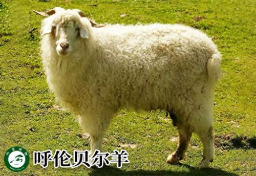 内蒙古十大活羊排行榜(内蒙古白条羊批发市场)插图5