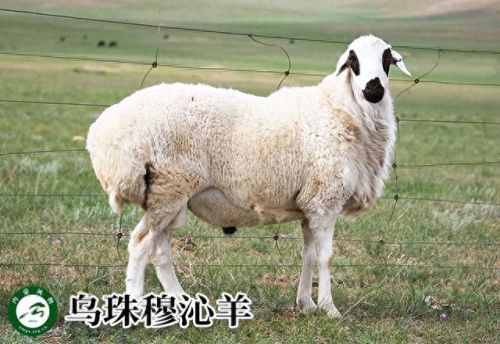 内蒙古十大活羊排行榜(内蒙古白条羊批发市场)插图4