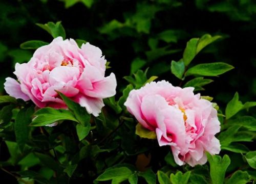 杜鹃花十大名花排行榜(杜鹃花十大排名)插图15