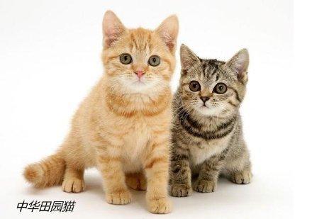 十大最受欢迎的猫排行榜(十大口碑最好的猫罐头牌子)