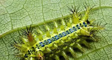 史上十大最毒毛毛虫排行榜(十大最毒蜈蚣排名)插图3