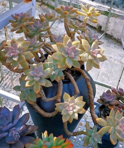 十大最美老桩多肉排行榜(大老桩多肉)插图3