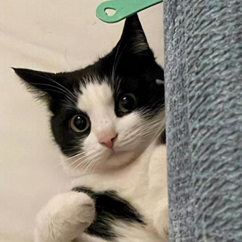 独居养猫品种排名前十(独居上班族适合养猫么)插图3 独居养猫品种排名前十(独居上班族适合养猫么)插图3