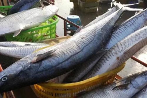 福建鱼肉销量排名前十(最便宜的鱼肉排名)插图4 福建鱼肉销量排名前十(最便宜的鱼肉排名)插图4