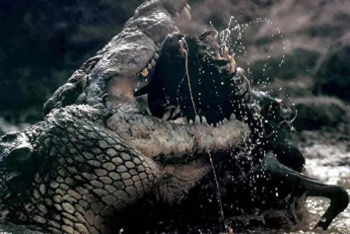 世界上十大危险动物排行榜(第一危险的动物)插图4