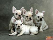 新手养狗狗十大排行榜(比较推荐养的十大狗狗)插图6 新手养狗狗十大排行榜(比较推荐养的十大狗狗)插图6