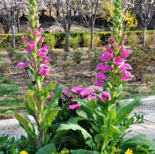 十大药用花排行榜图片及价格(娄娄花的药用价值)插图3