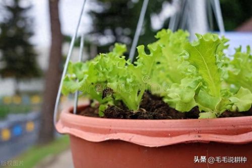 室内蔬菜十大排行榜图片(十大止咳蔬菜排行榜)插图