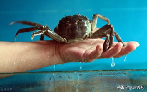 阳澄湖十大名蟹排行榜最新(阳澄湖1998蟹卡多少钱)插图1 阳澄湖十大名蟹排行榜最新(阳澄湖1998蟹卡多少钱)插图1