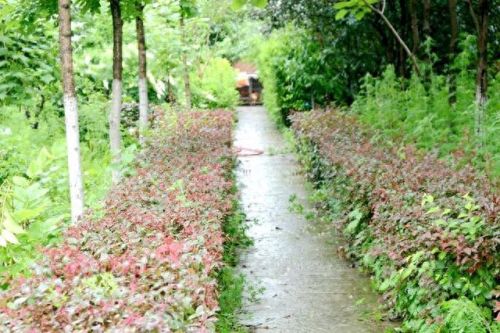 香坊区生态农场排名前十(成都生态农场排行榜)插图12 香坊区生态农场排名前十(成都生态农场排行榜)插图12