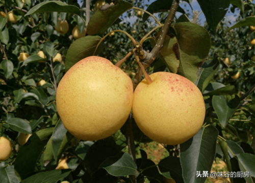 中国梨树产地排名前十(银梨树)插图12