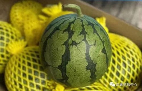 西瓜品种大小十大排行榜(露天西瓜哪个品种好)插图23