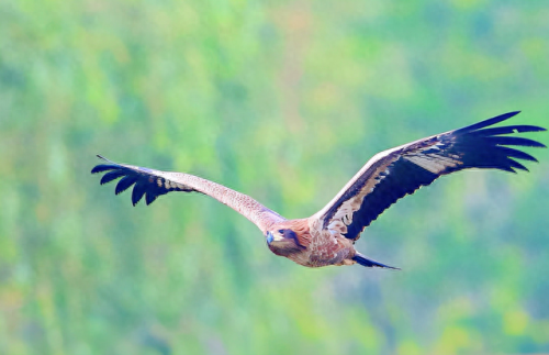 十大凶鸟实力排行榜(上古神话十大凶兽)