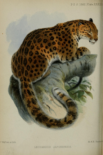 大地最强动物排名前十(大地鹰王)插图1 大地最强动物排名前十(大地鹰王)插图1