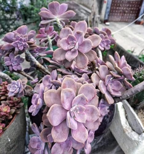 十大最美老桩多肉排行榜(大老桩多肉)插图1