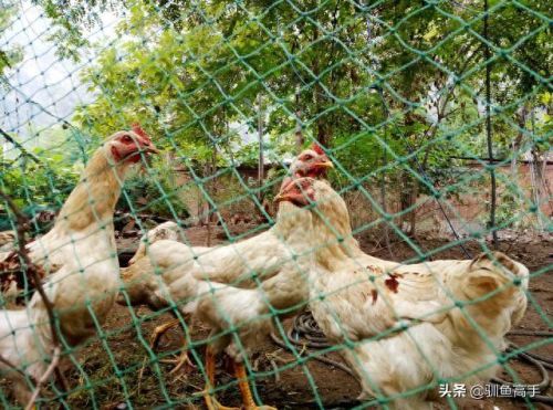 山西钓鱼品种排名前十(山西运城钓鱼的水库)插图6 山西钓鱼品种排名前十(山西运城钓鱼的水库)插图6