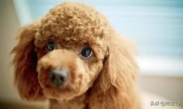 十大体味最轻的狗排行榜(体味最轻的七种狗)插图3