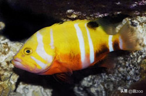 世界十大鱼缸品牌排行榜(中国鱼缸品牌十大排名)插图6