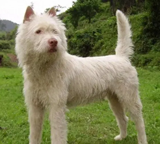 全国十大神犬排行榜最新(神犬追风)插图5 全国十大神犬排行榜最新(神犬追风)插图5