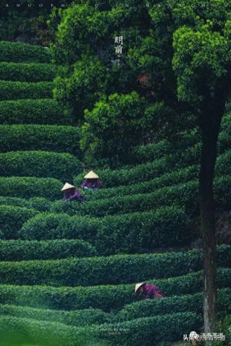 茶经排名前十的茶(十三种满分好茶)插图4 茶经排名前十的茶(十三种满分好茶)插图4