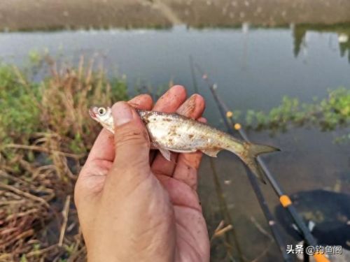 十大野钓闹窝排行榜(野钓排名第一的鱼饵)插图1