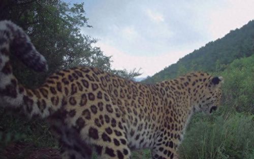 大地最强动物排名前十(大地鹰王)插图 大地最强动物排名前十(大地鹰王)插图