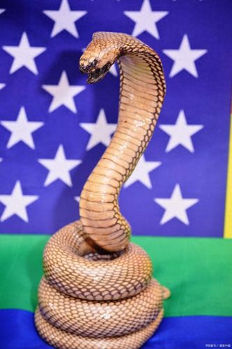 热带雨林十大蛇排行榜(农村十大土蛇)插图5