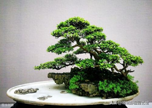 益胶泥十大牌子排行榜图片(胶泥十大品牌多少一包)